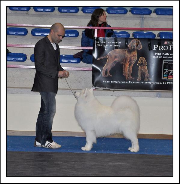 De Villaodon Boris | Samoyed 