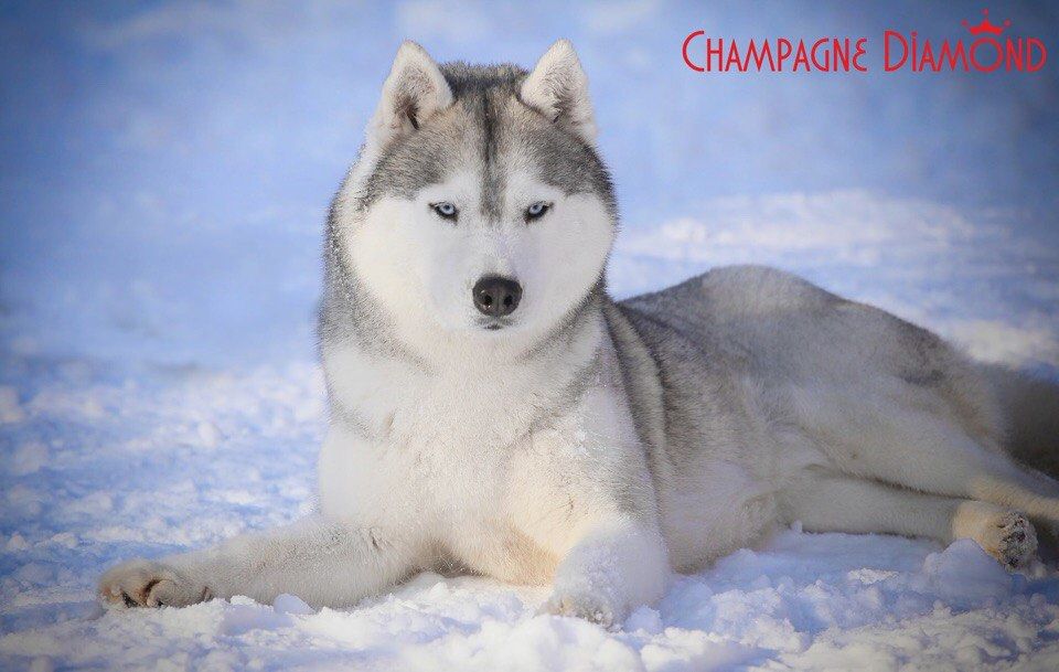 Scarlett O'Hara Crystal Of Victory | Siberian Husky 