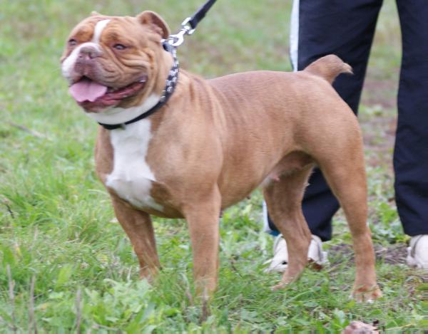 ostergaard's chelsea | Olde English Bulldogge 