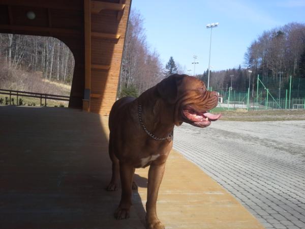 Talishia SATIQUANTUM | Dogue de Bordeaux 