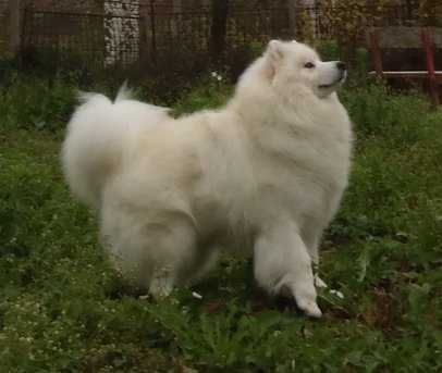 ZHemchuzhina Belaya iz Legendu Yuga Rosii | Samoyed 