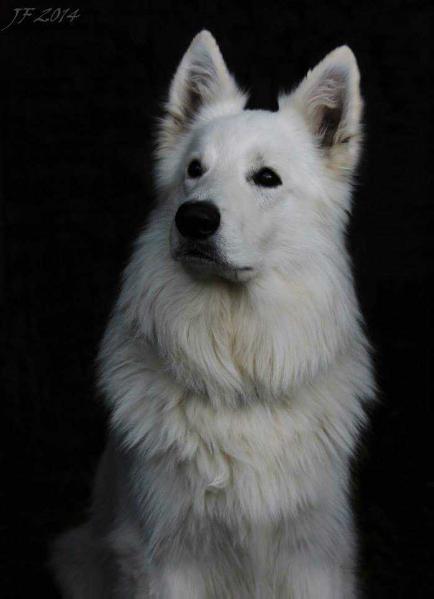 Blåbærtangen's Happy Fox | White Swiss Shepherd Dog 