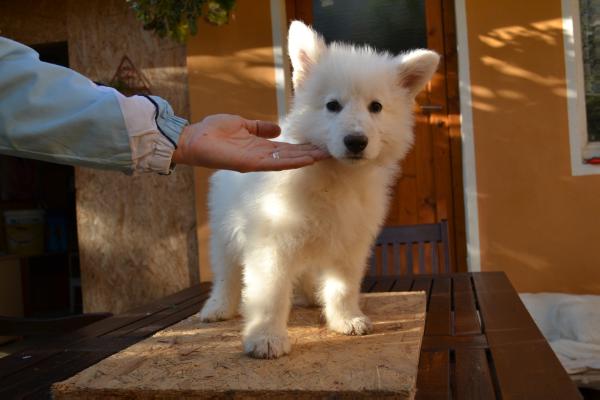 Leon de Blindete | White Swiss Shepherd Dog 