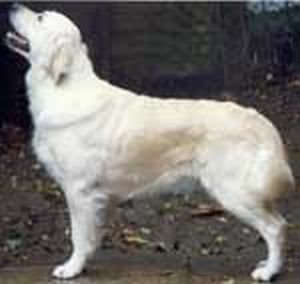 Ritzilyn Centre - Fold | Golden Retriever 