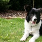 Big Boss is Your Royal Fellow | Border Collie 