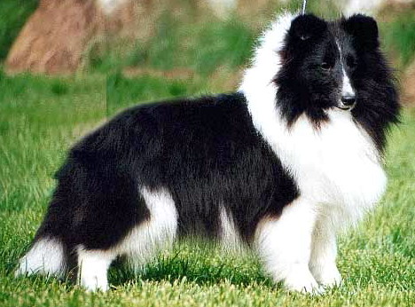 Grandgables Dressed To Impress | Shetland Sheepdog 