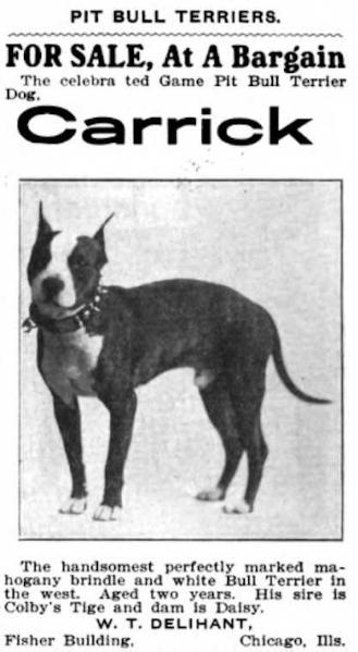 Carrick | American Pit Bull Terrier 
