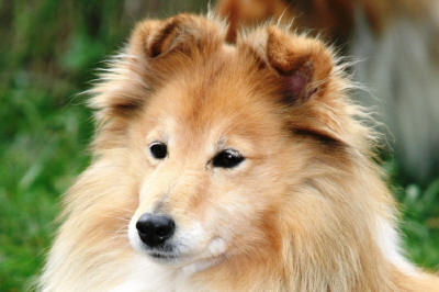 Rannerdale Red Velvet | Shetland Sheepdog 