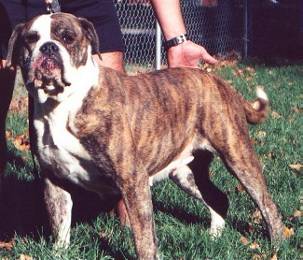 Mancera's Sugar Doll 62 of JDJ(AB) | Olde English Bulldogge 