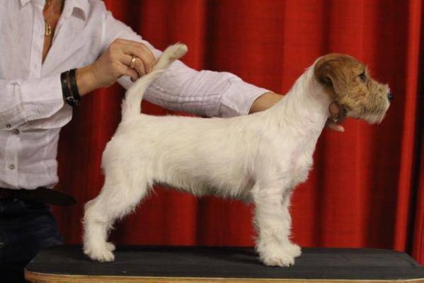 Jacks'R'us Pink Fairytale Otira | Jack Russell Terrier 