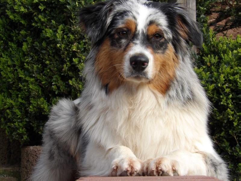 Painted Black Mayla | Australian Shepherd 