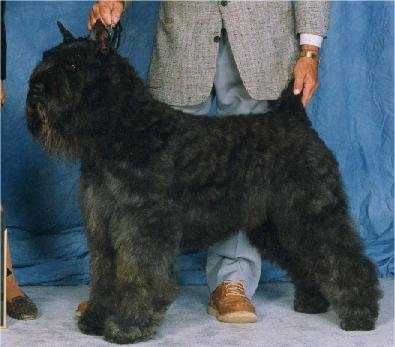 Sanrick's Gregory | Bouvier des Flandres 