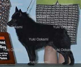 Willow’s Little Yuki Ookami | Schipperke 