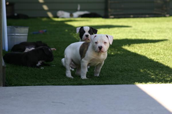 Parker's Scout of Koncrete Jungle Kennel | American Bulldog 