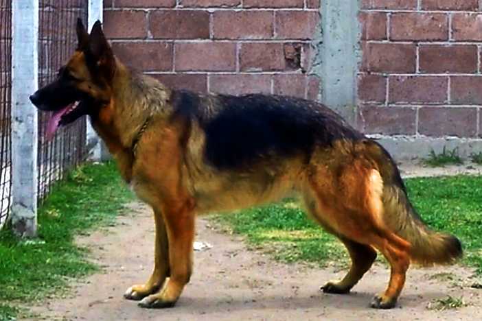 Chelsey Neuvanfang Borja | German Shepherd Dog 