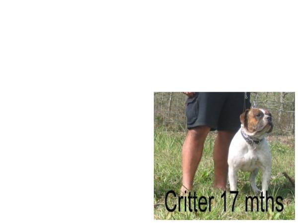 Respectabull's Critter Gitter | Olde English Bulldogge 