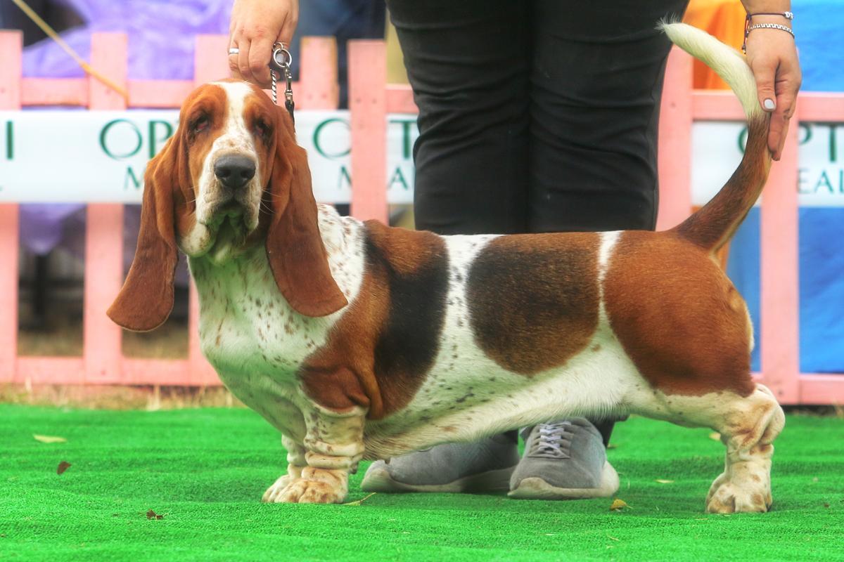 ISABEL CHAMOMILE LONG CASTLE HOUND | Basset Hound 