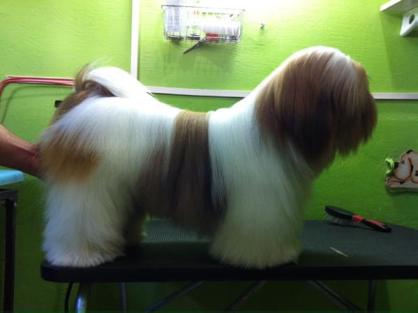 Aksnor de Lucca Barney | Lhasa Apso 