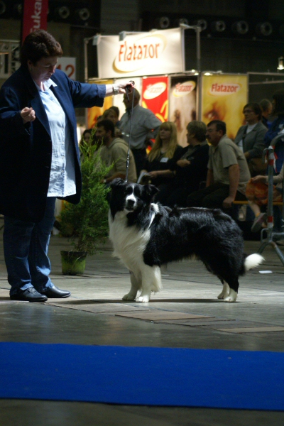 Marquee's Universal Wonder | Border Collie 