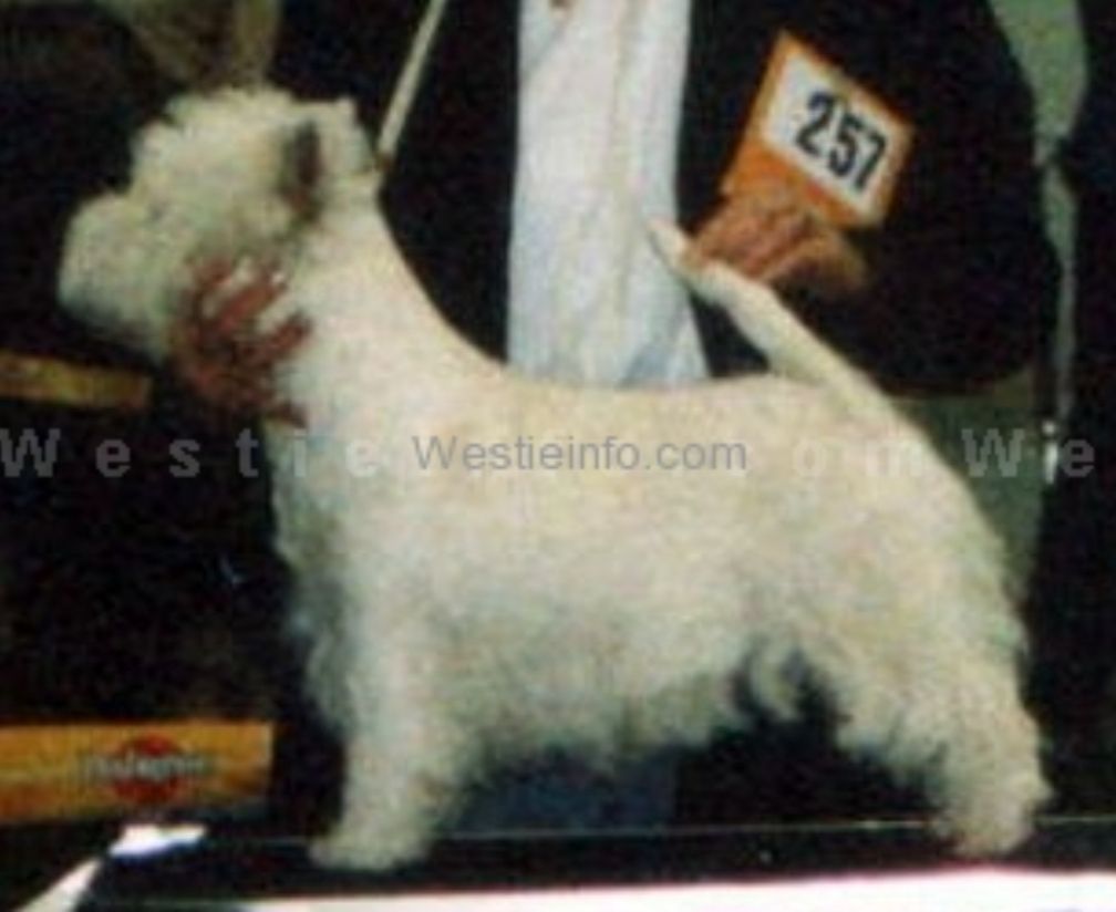 Leonhard's Sailor Moon | West Highland White Terrier 