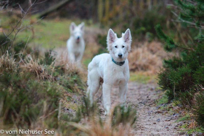 Tyrion vom Niehuser See | White Swiss Shepherd Dog 