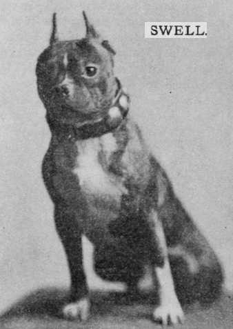 Swell | Boston Terrier 