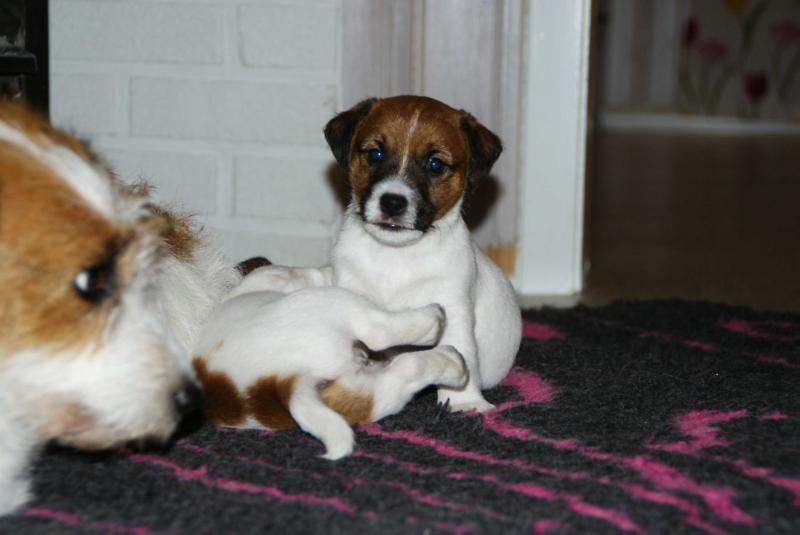 Jacks'R'us Norwegian Lovemachine | Jack Russell Terrier 