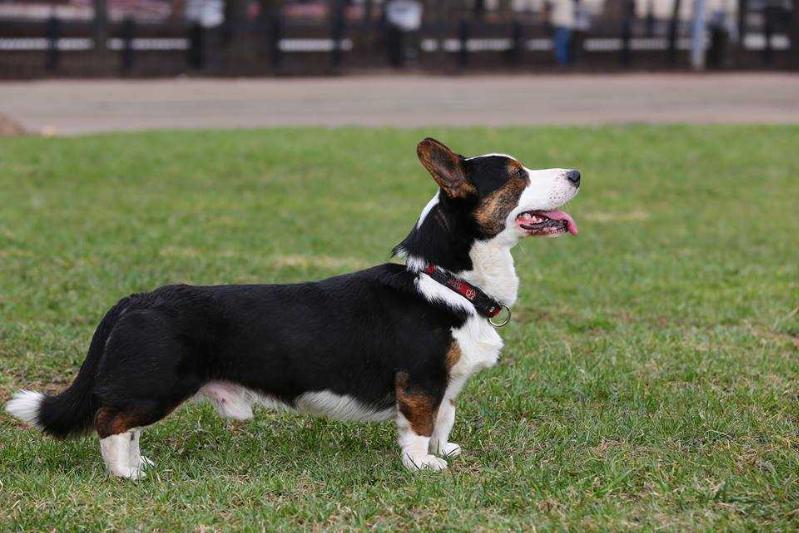 Hova Bonde`s Eric Delco | Cardigan Welsh Corgi 