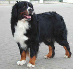 MACIS SPRINGSTEEN | Bernese Mountain Dog 