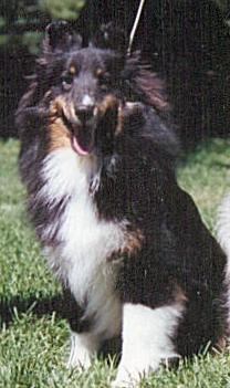 Sea Haven Dark Victory | Shetland Sheepdog 