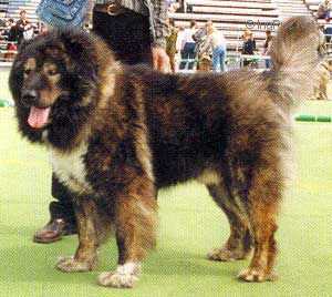 Batir Velikiy Han | Caucasian Mountain Dog 