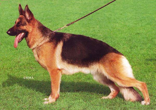 Quena vom Haus Sommerlade | German Shepherd Dog 