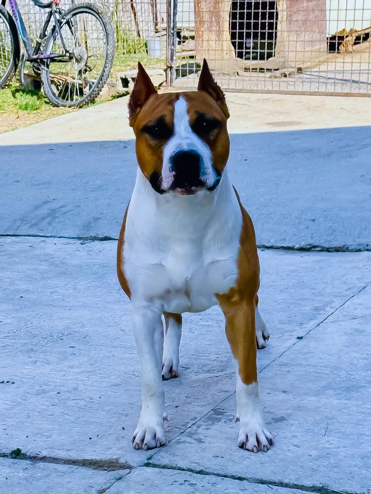 RoseGold Born the Nicest | American Staffordshire Terrier 