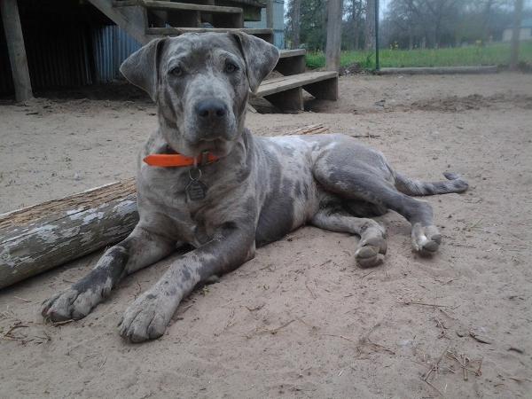 Gunslingers' Titan Tank | Catahoula Leopard Dog 