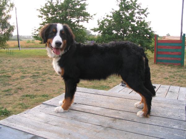 Donna de Akmeni | Bernese Mountain Dog 