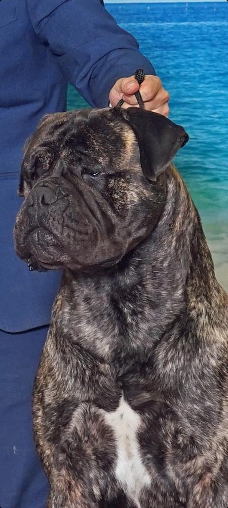 Chato's Lunar Black Jack | Bullmastiff 