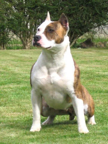 Urbane peace Des jardins de margaux | American Staffordshire Terrier 