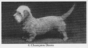 Diana | Dandie Dinmont Terrier 