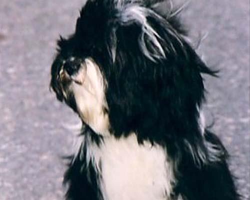 PINDAROS ACT OF HEART | Tibetan Terrier 