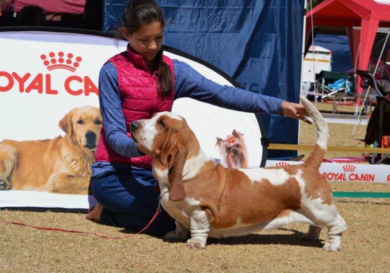 Bertha Turguesa Playa of Mihanlo | Basset Hound 