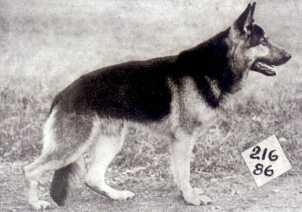 Ingo von der Buschecke | German Shepherd Dog 