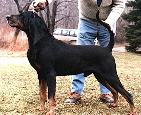 Codach's Lyrical Rebel Yell | Black and Tan Coonhound 