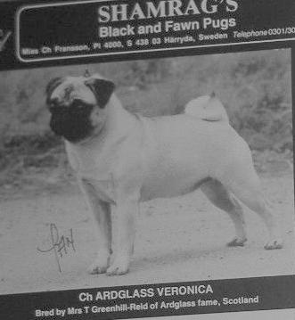 Ardglass Veronica | Pug 