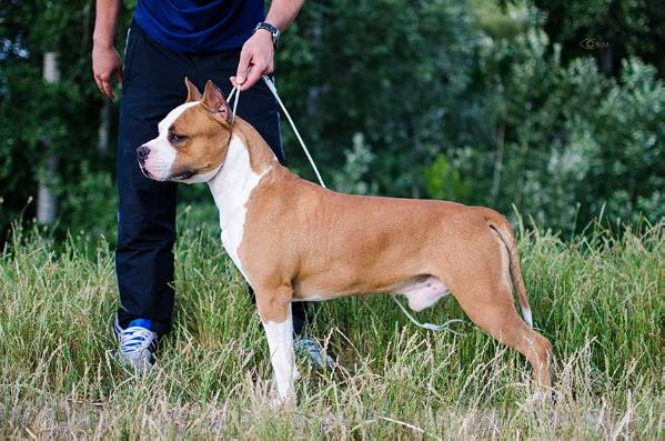 Blincky of Ural Staff | American Staffordshire Terrier 