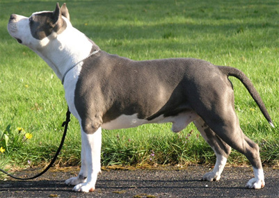 Mount Brier's Aren't U Envious | American Staffordshire Terrier 