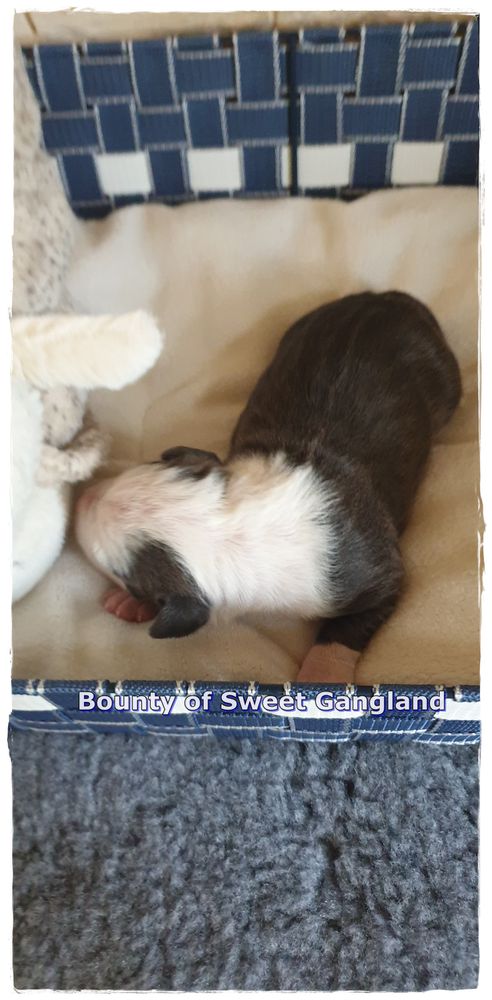 Bounty of Sweet Gangland | American Staffordshire Terrier 