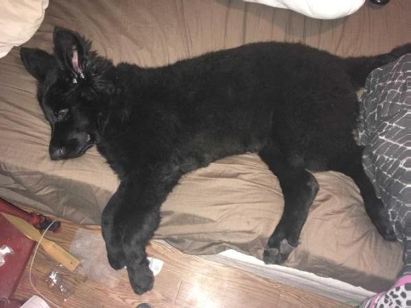 McKay’s Zoey | German Shepherd Dog 