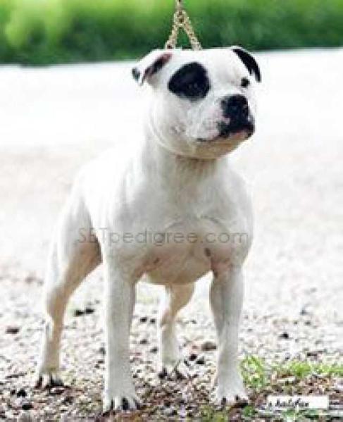 Crossguns Graduate At Crossswords | Staffordshire Bull Terrier 