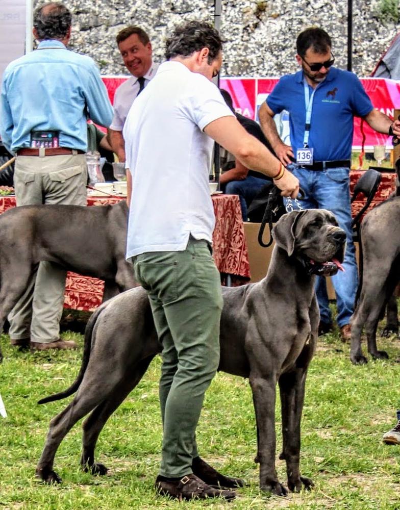 UMRIKA DE CASALBERO | Great Dane 