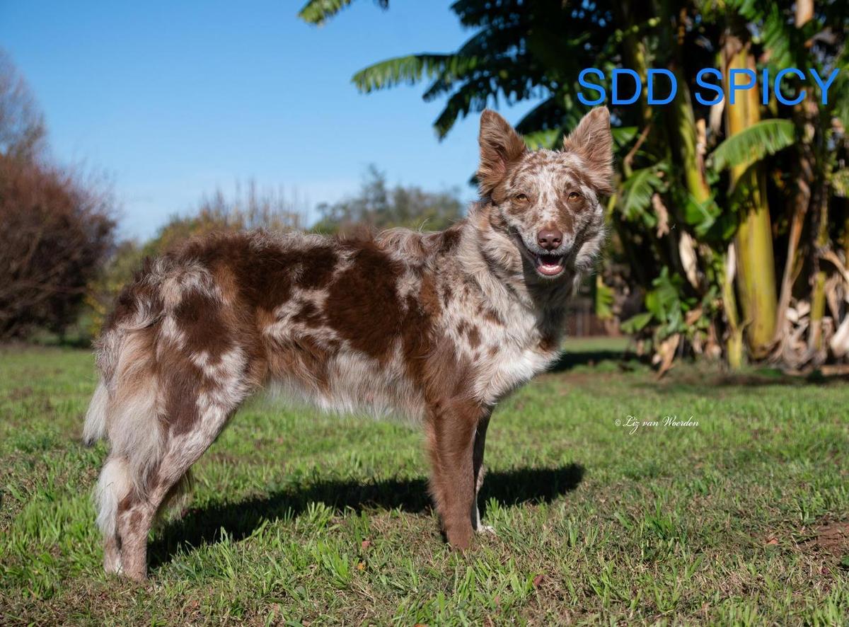 MT SDD Spicey ABC 489124 | Border Collie 